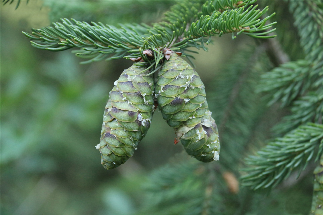 我见到的山东本土植物和园林栽培植物(44)青扦