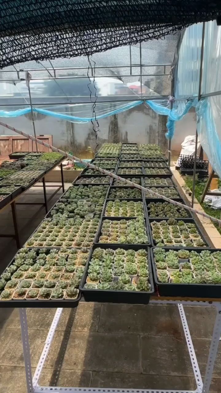 我朋友的糖心多肉大棚开始发展