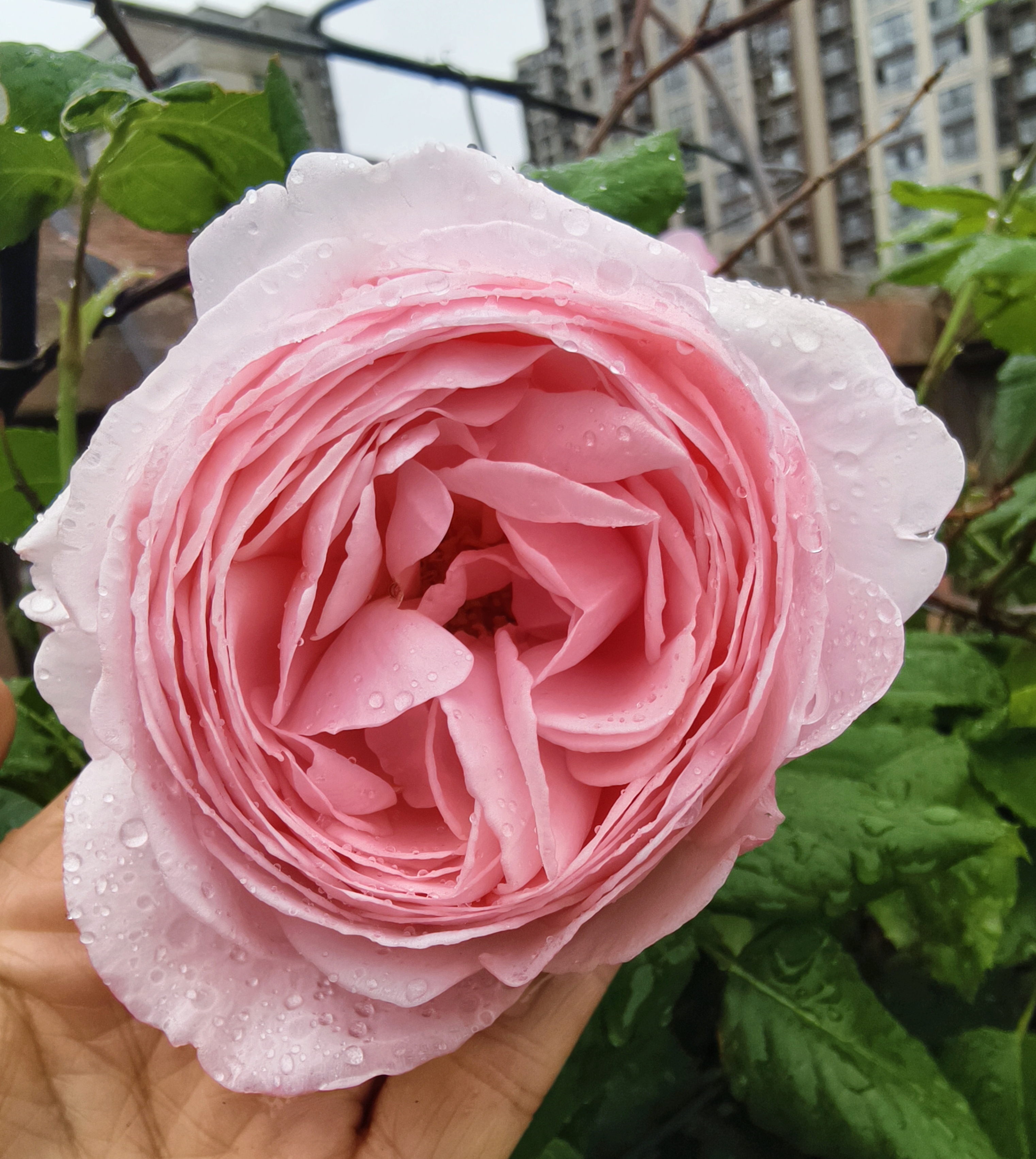 今日月季花品种分享,娜荷马,娜荷马是大藤本月季,粉色,花型,花色柔和