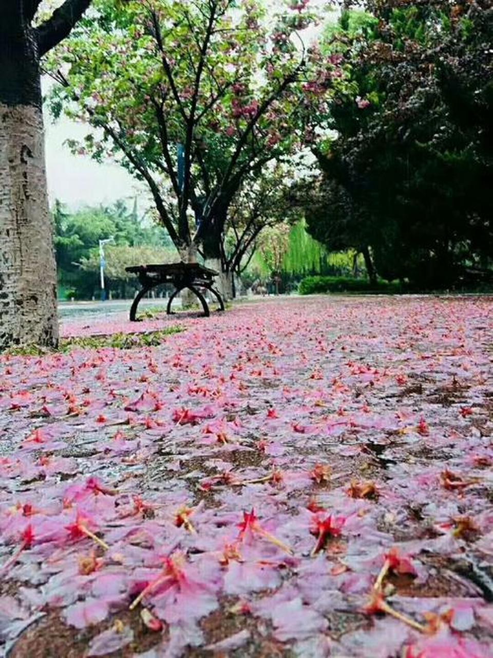 花朵图片大全 飘落图片