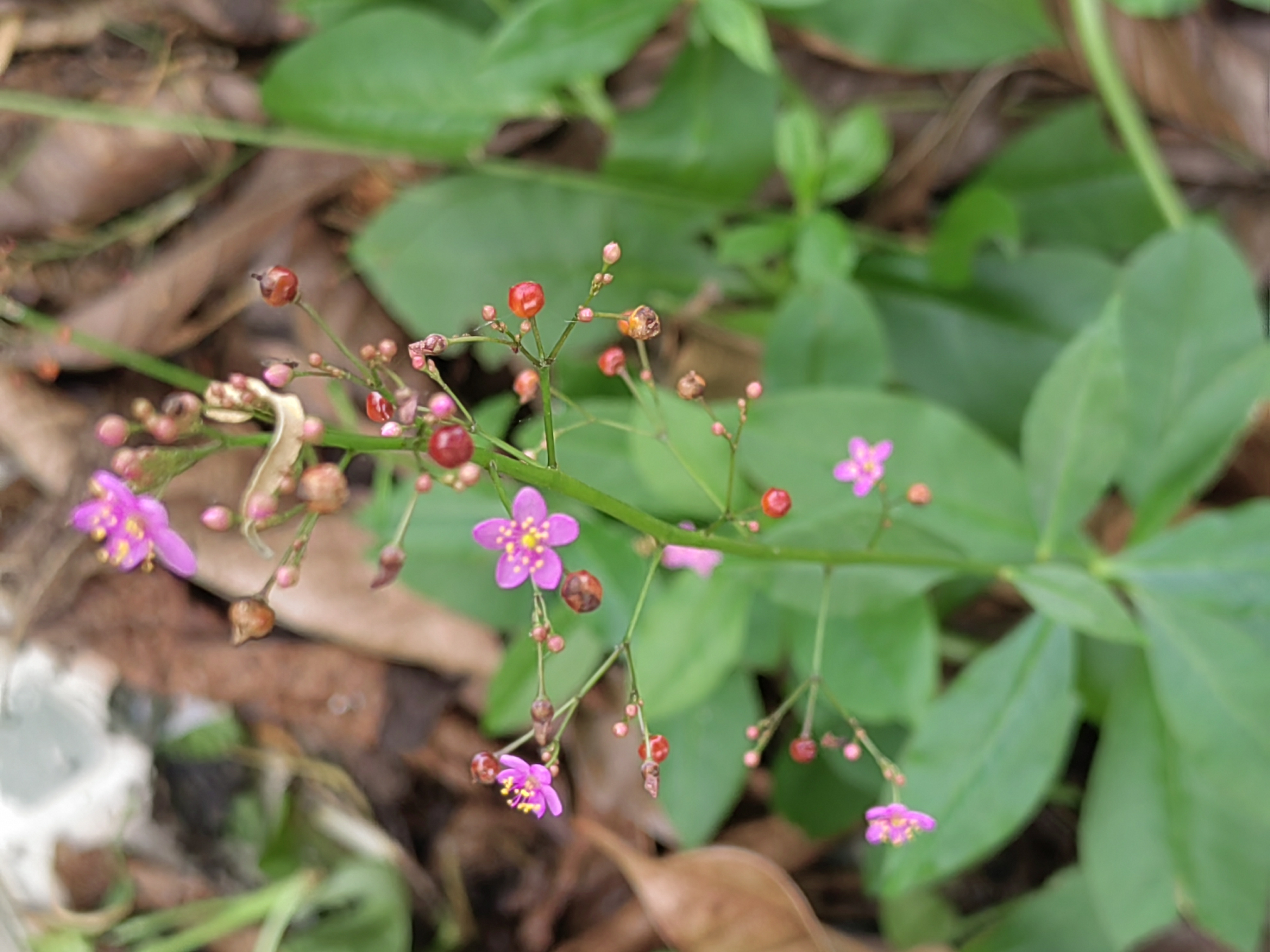 它的叶子可以做菜,根须可以煲汤