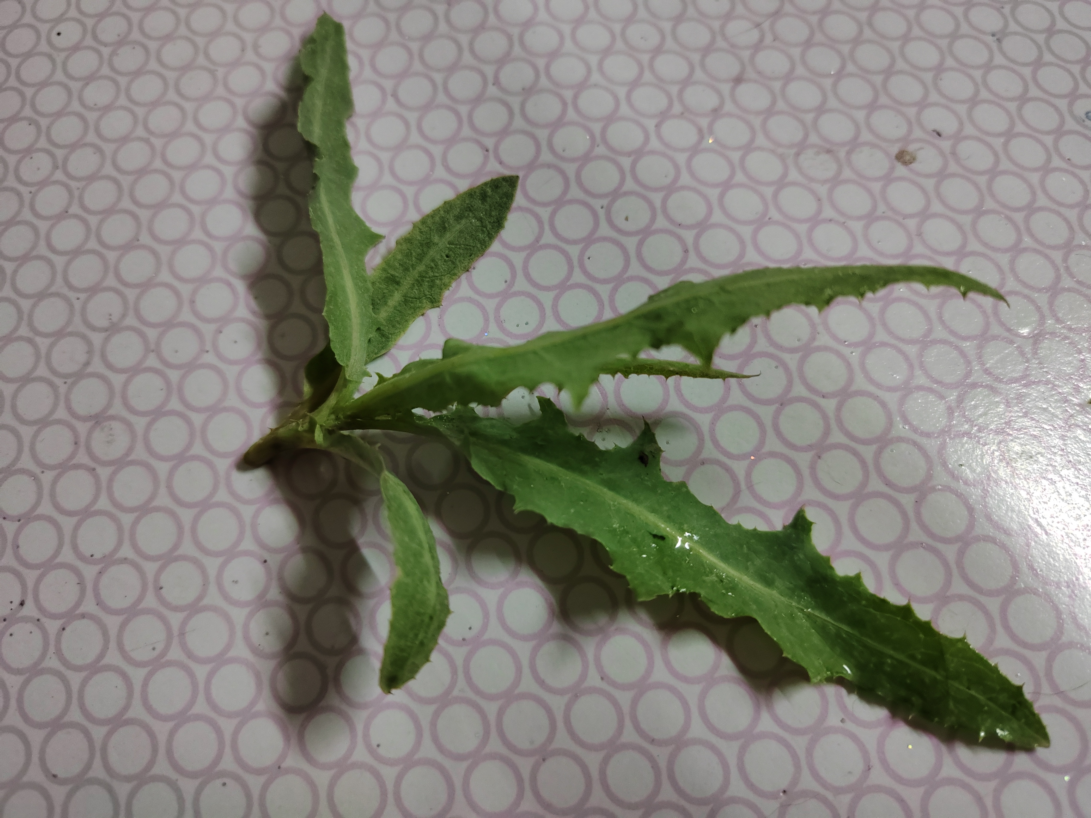 揭秘双生草本:曲麻菜与苦麻子的三大奥秘,你分得清吗?