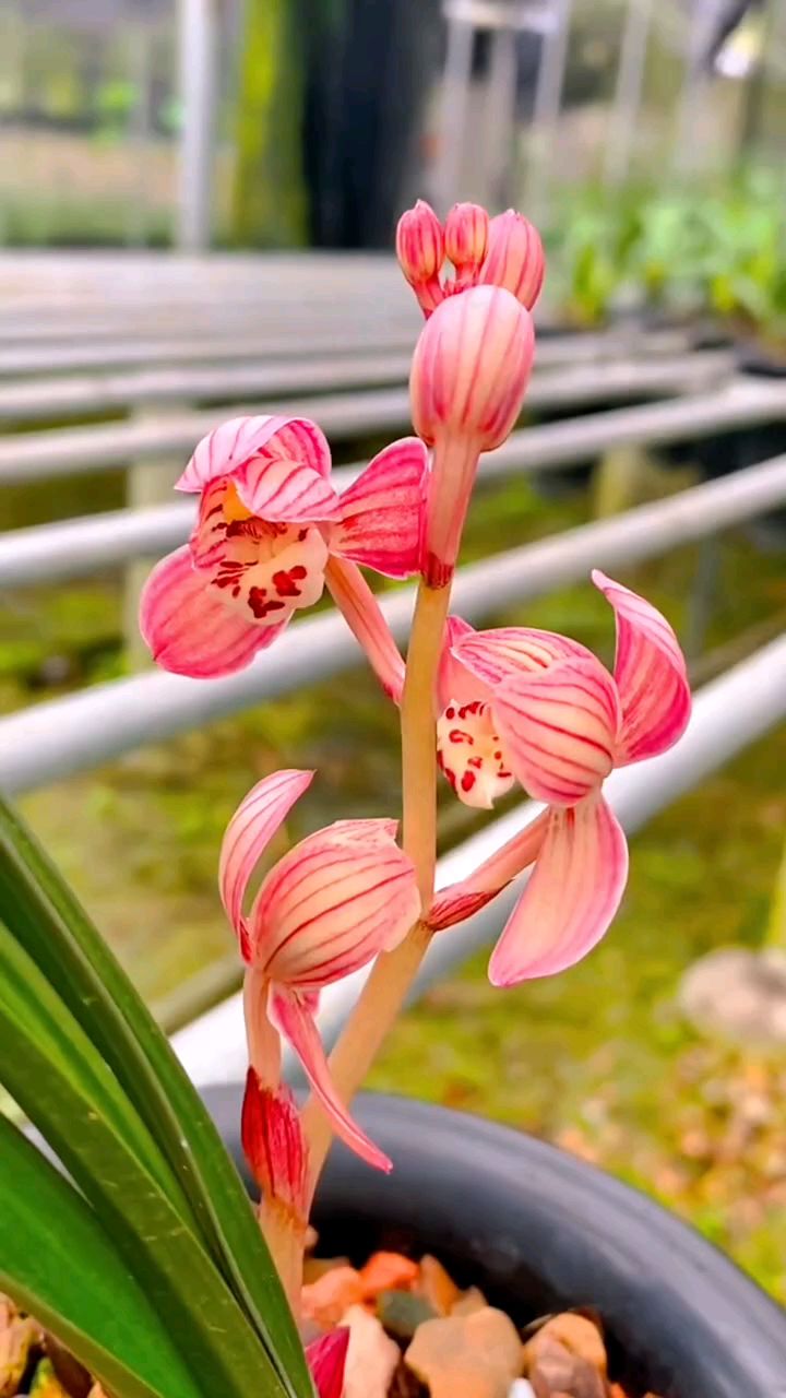 建兰铭品红草红荷,有花苞