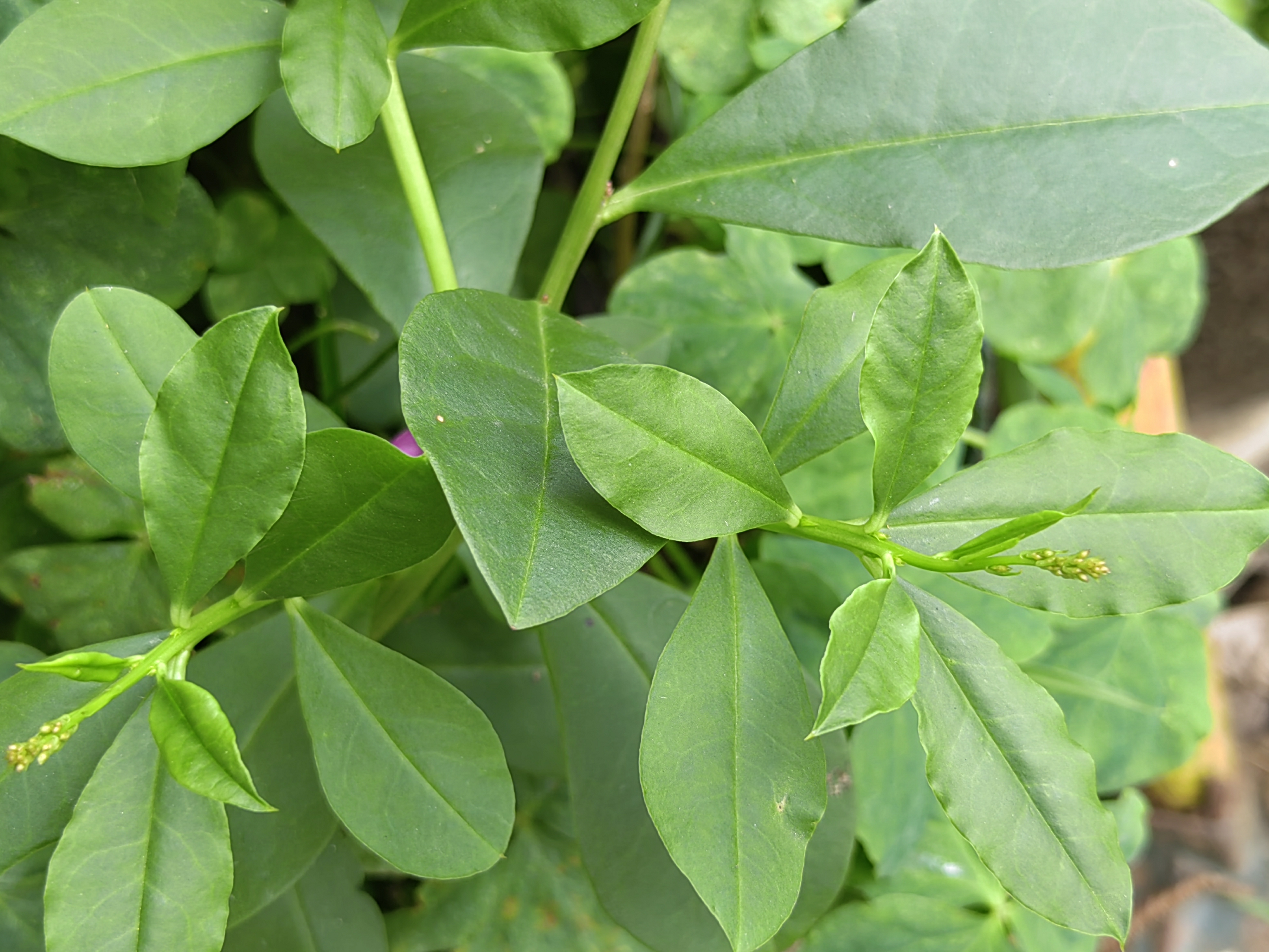 它的叶子可以做菜,根须可以煲汤