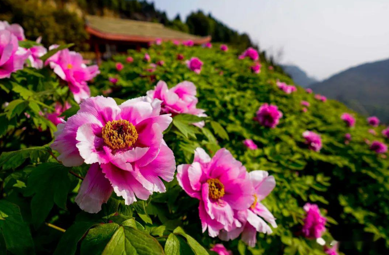 花朝节真的很热闹,牡丹花也很美,重庆垫江华夏牡丹园
