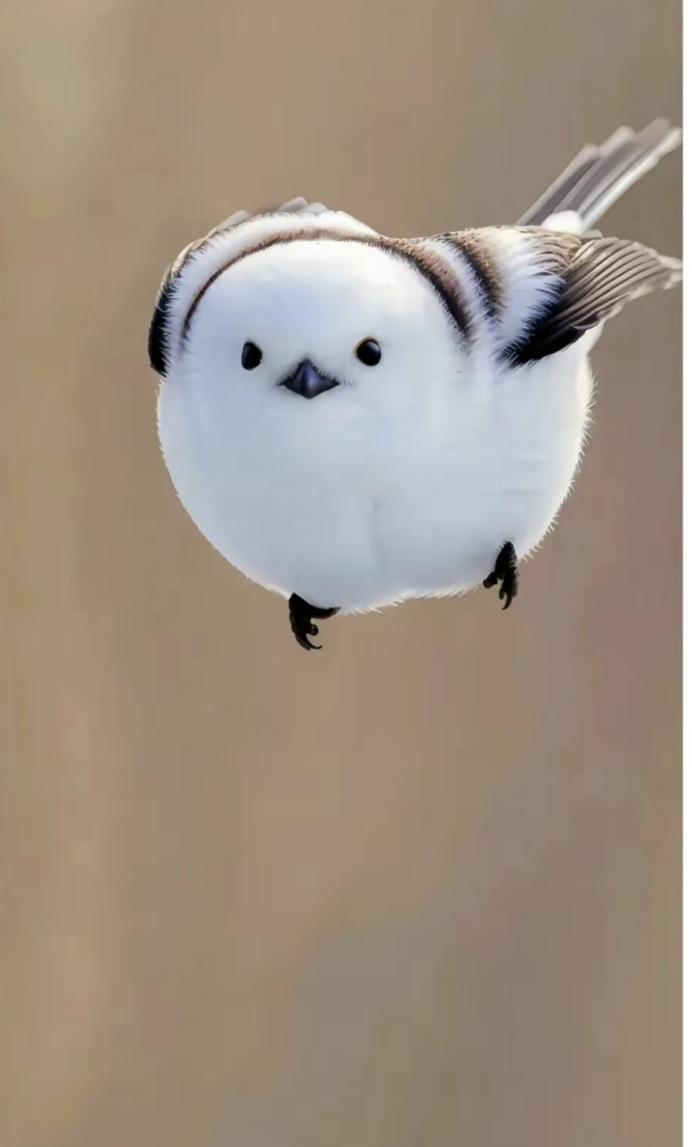 小飞棍来喽 圆圆的北长尾山雀就像是毛球一样,肥嘟嘟的太可爱了吧!