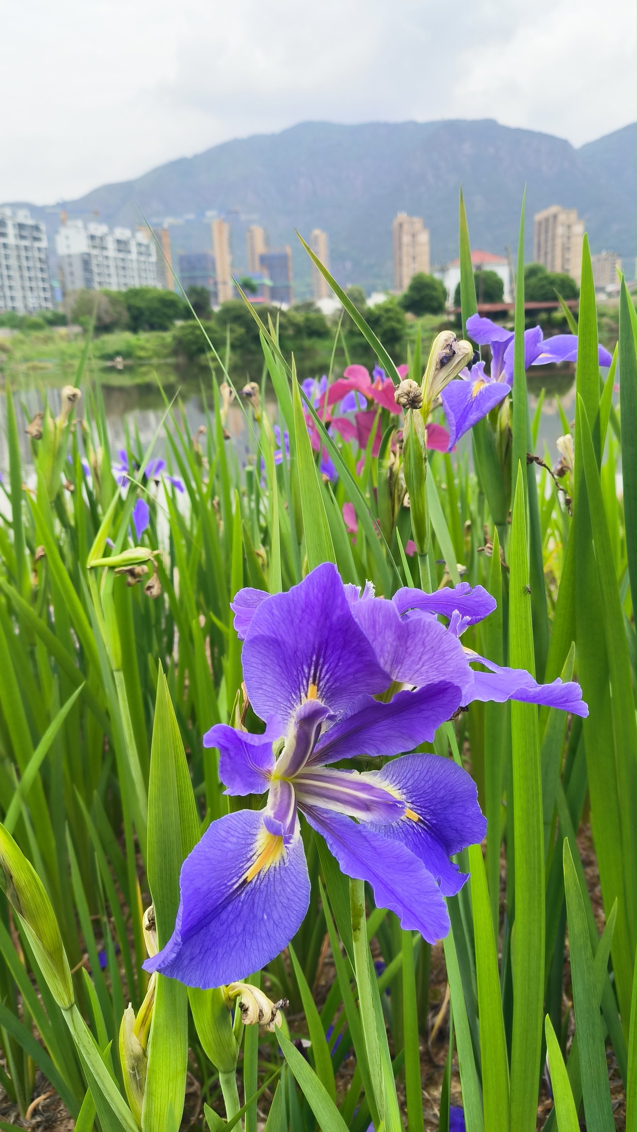 鸢尾花因花瓣形如鸢鸟尾巴而得名.
