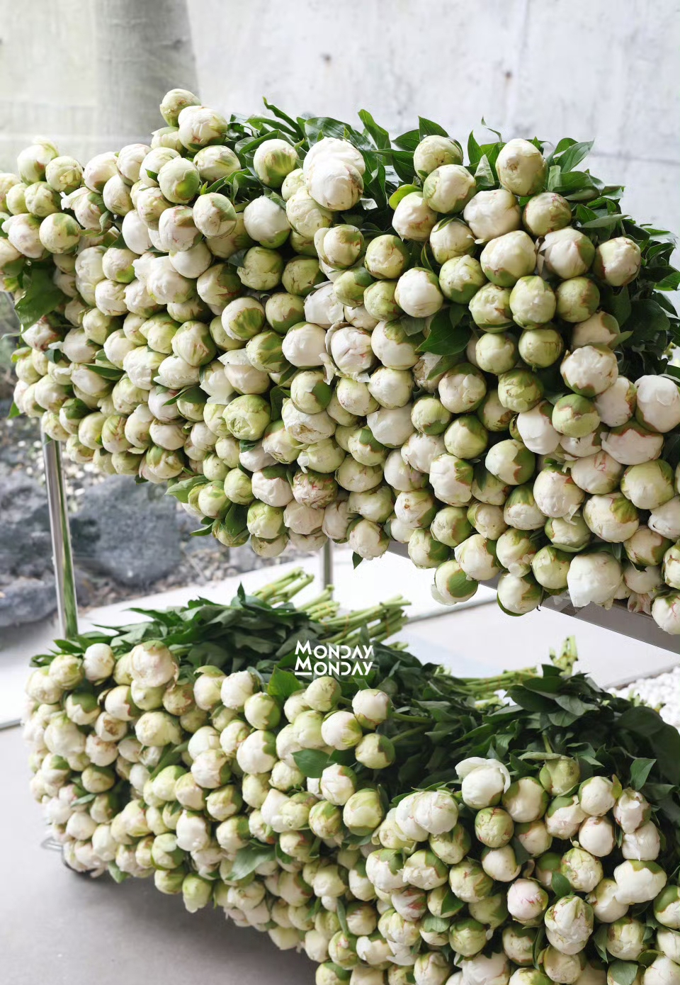 芍药发出是奶油球,盛开成"碗".