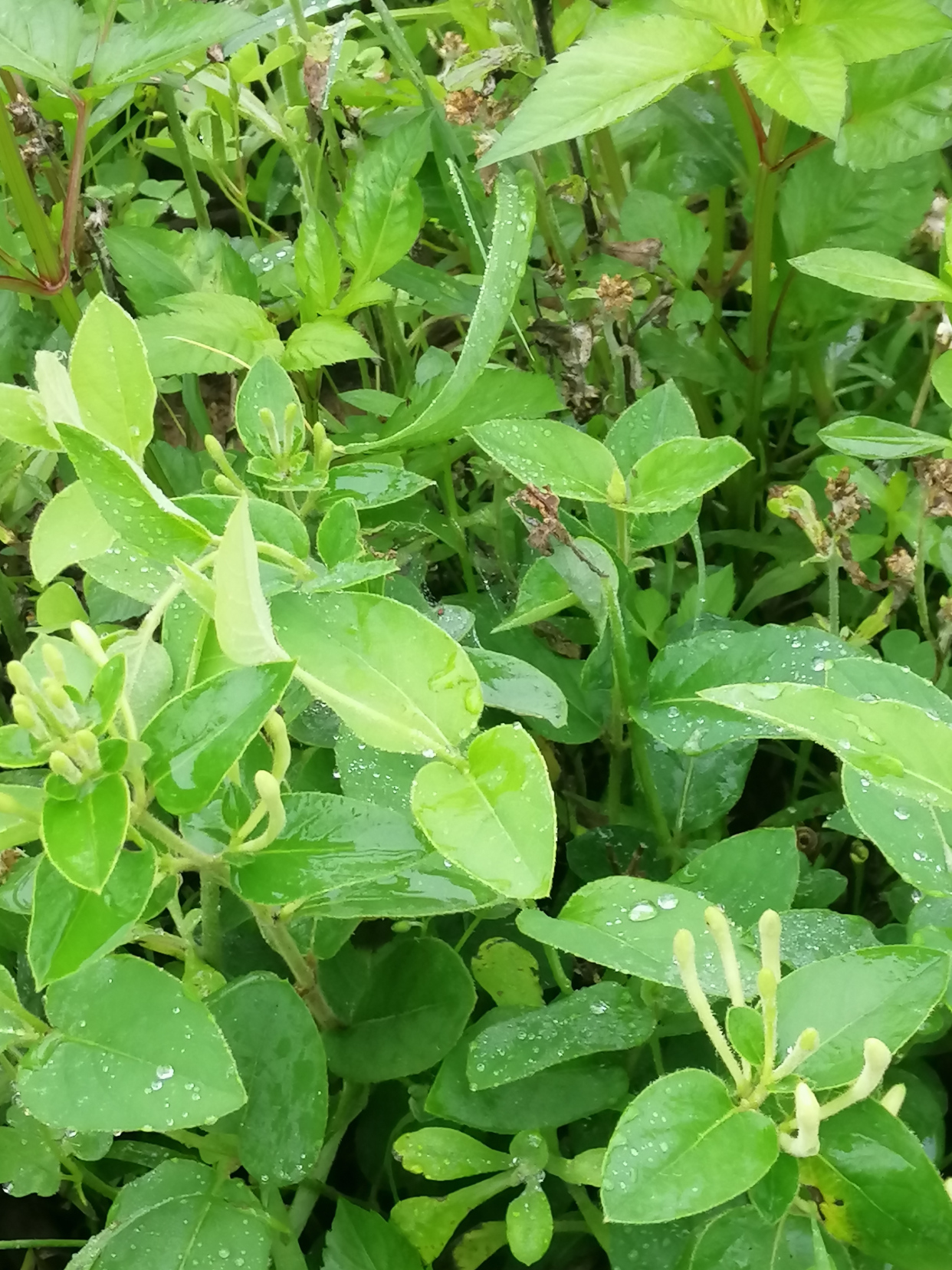金银花花苞,等几天要开花哦.#花花草草