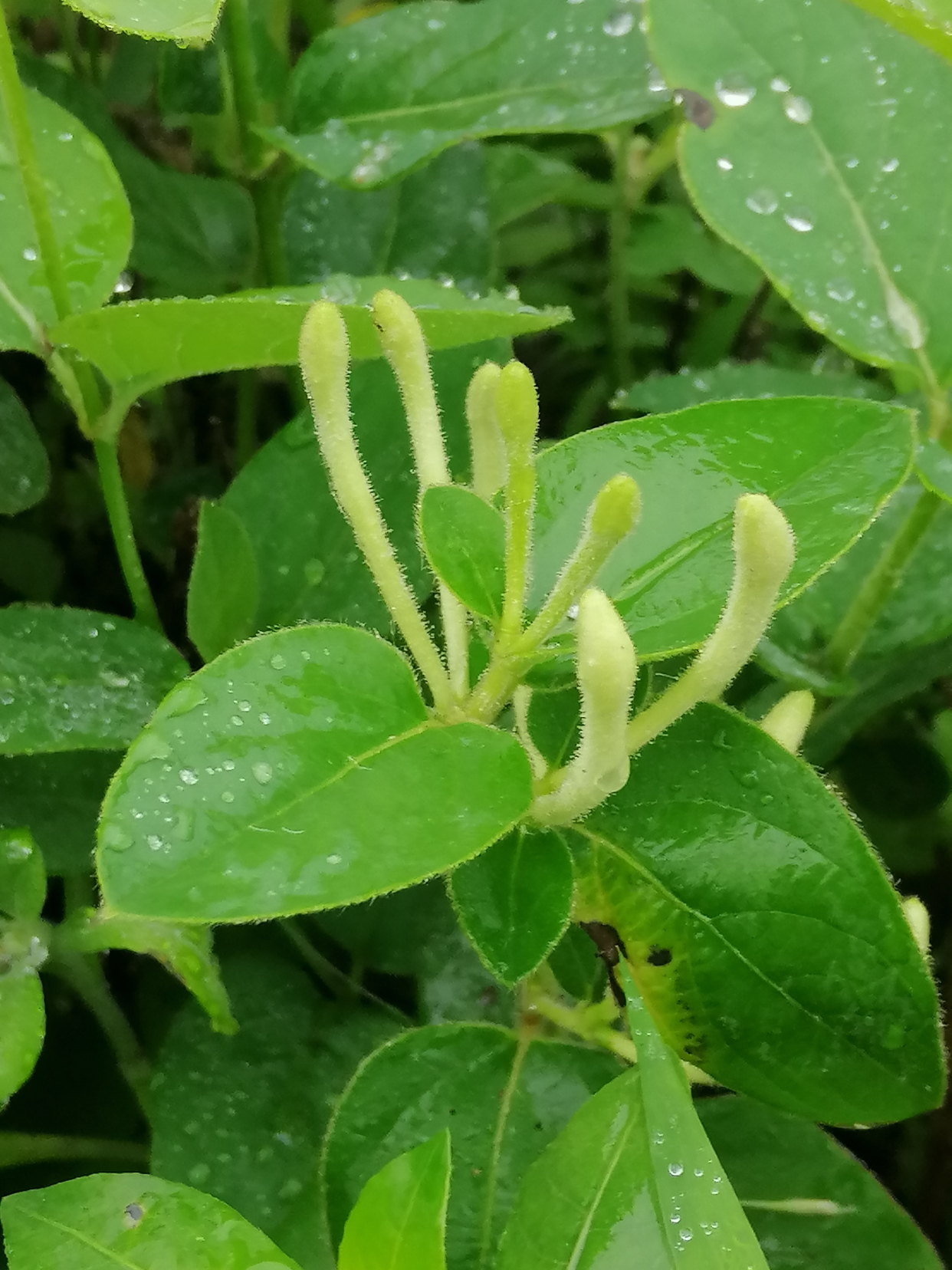 金银花花苞,等几天要开花哦.#花花草草