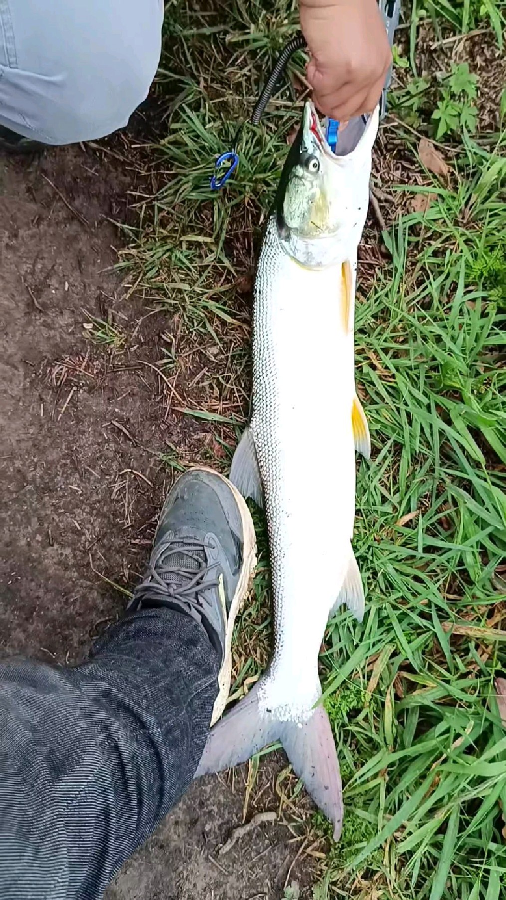 路亚太湖翘嘴鳡鱼更多精彩视频抖y搜索阿龙钓鱼