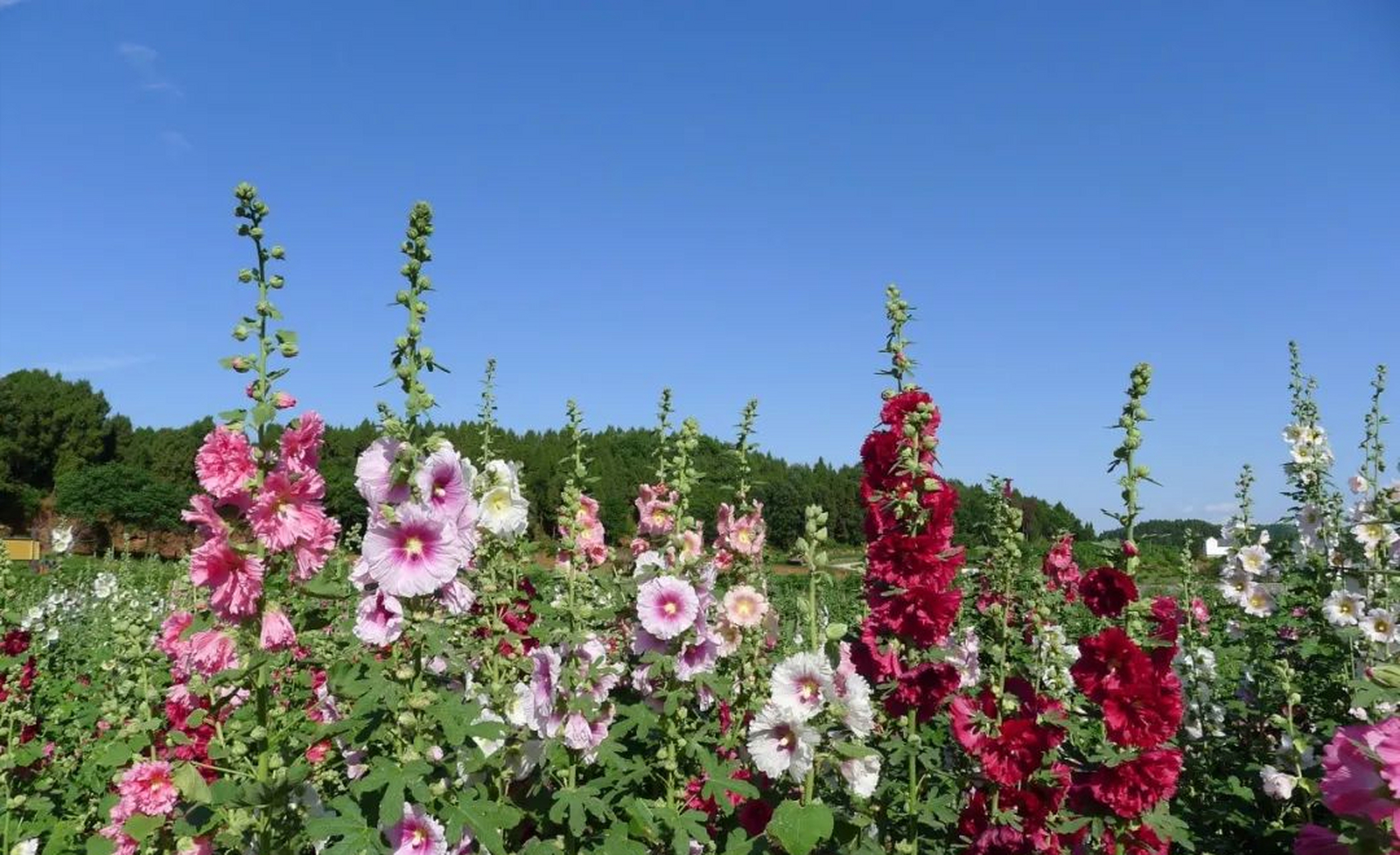 本地逛吃笔记#金堂鲜花山谷:这里是成都世园会的的联动点位,在这里