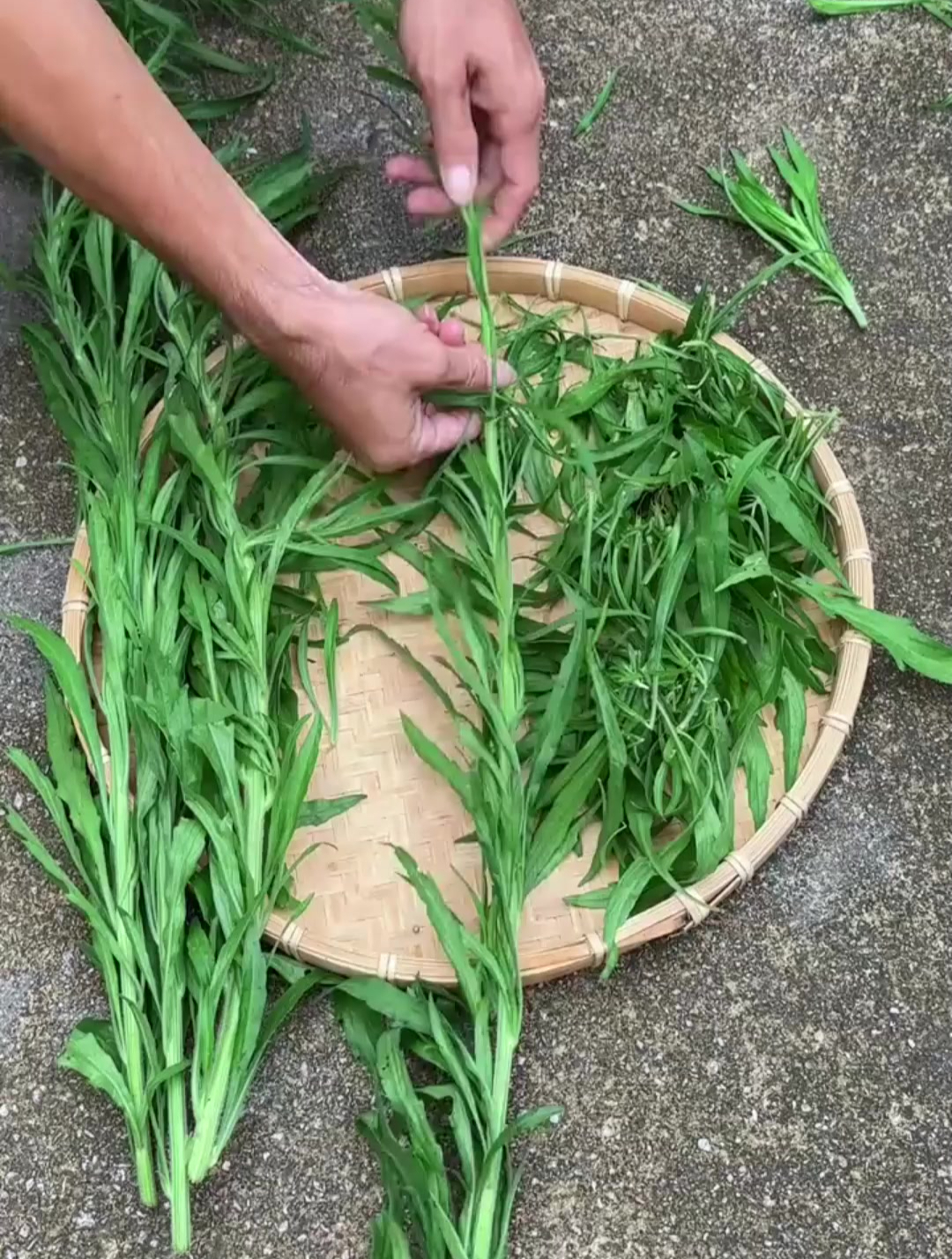 农村的飞蓬草,别名小蓬草,你了解它吗