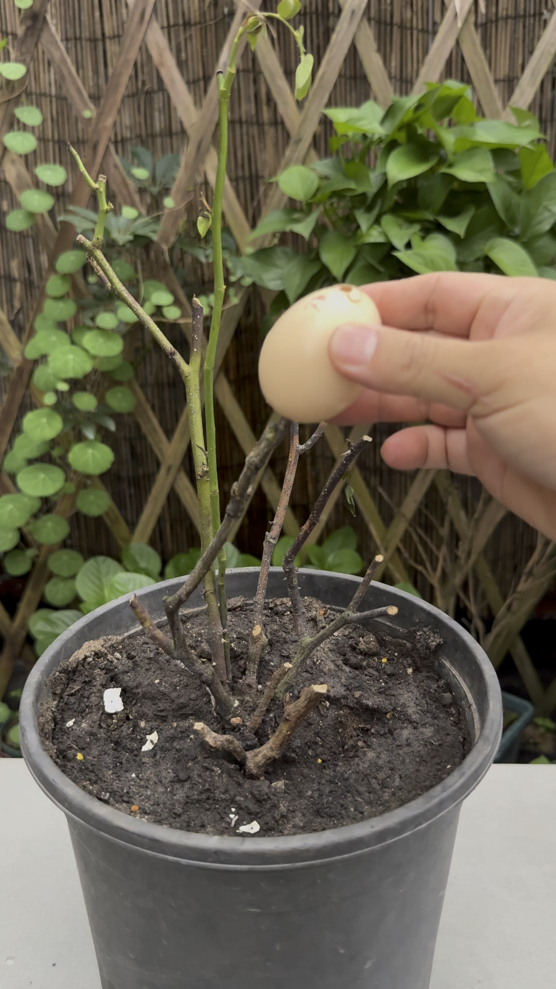 月季花苞下面黑杆图片