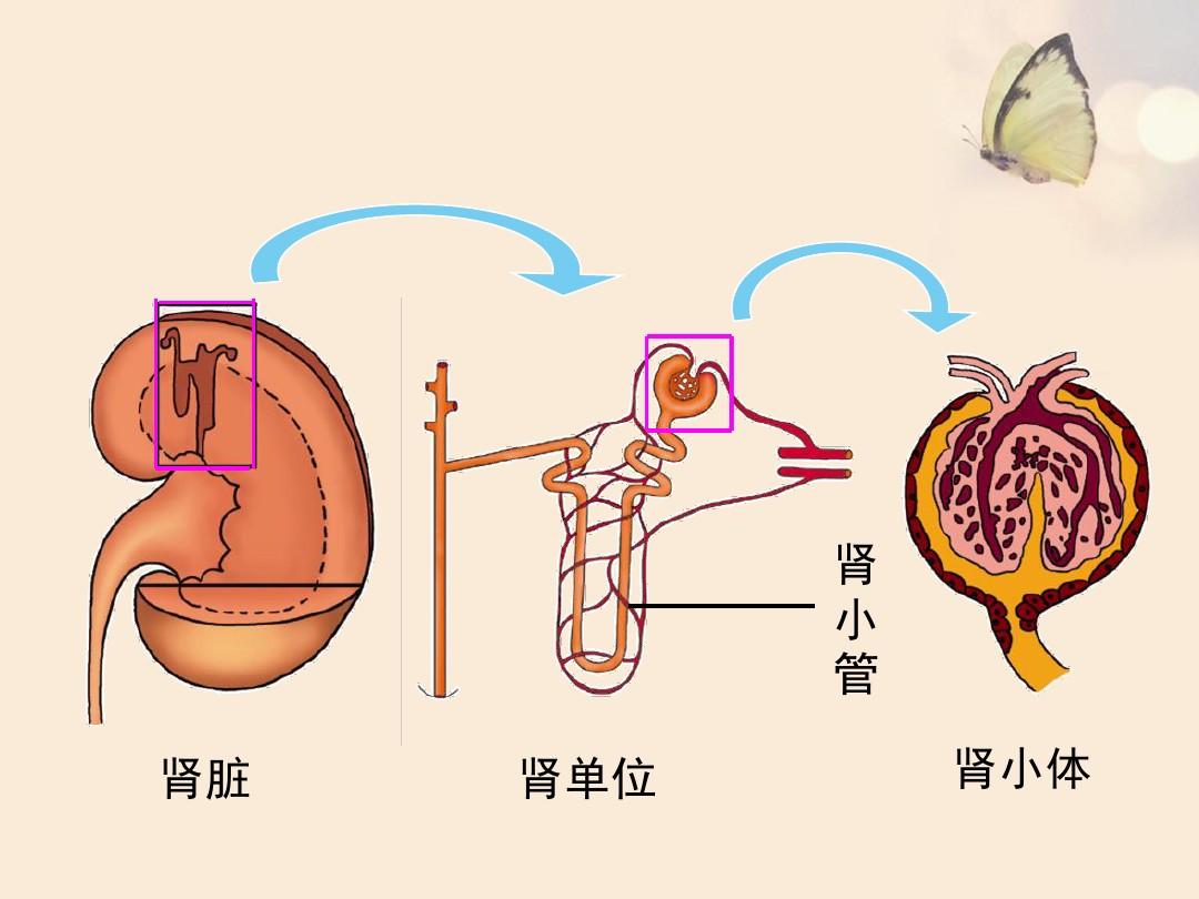 一喝水尿就多