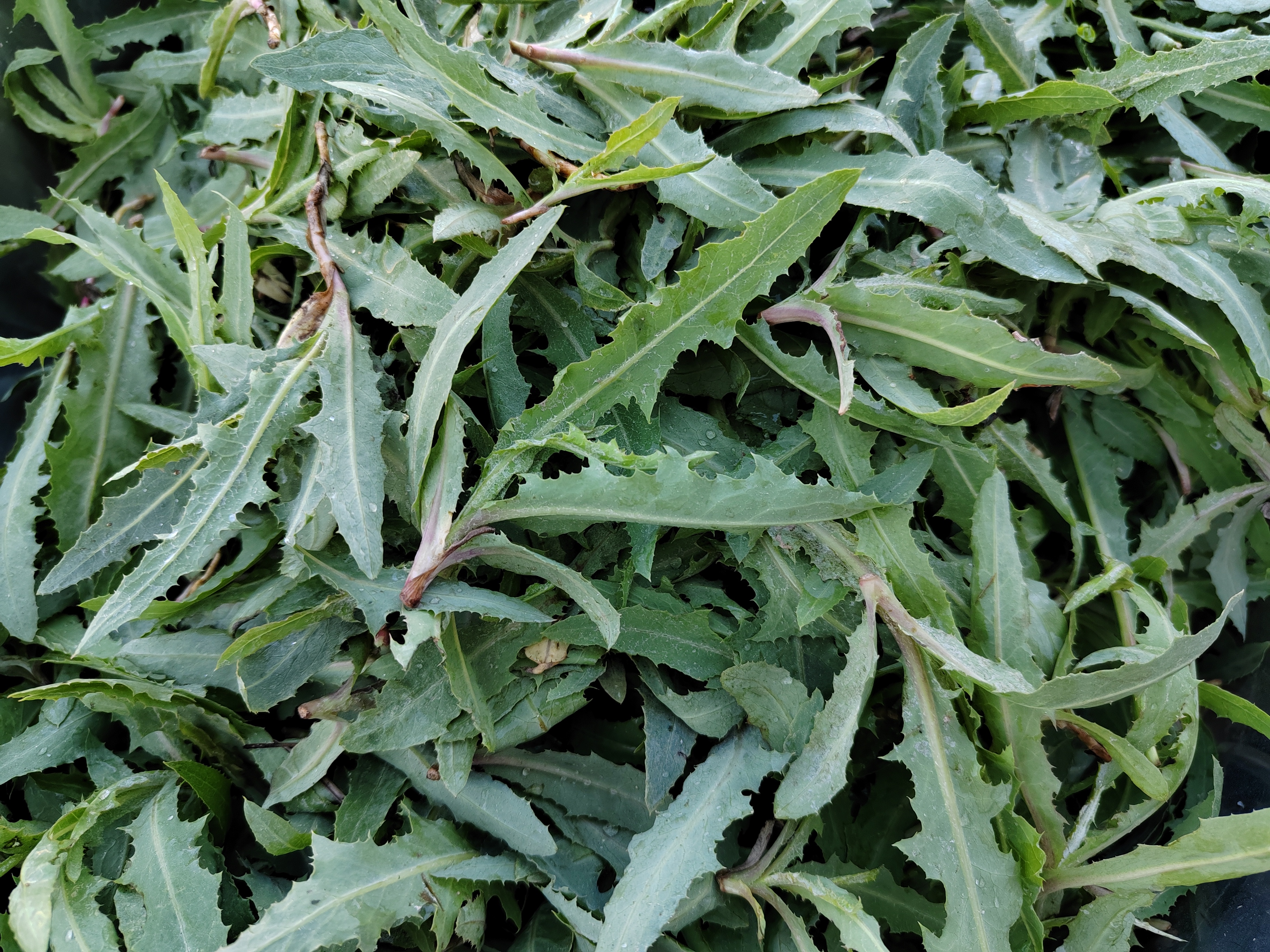 揭秘双生草本:曲麻菜与苦麻子的三大奥秘,你分得清吗?