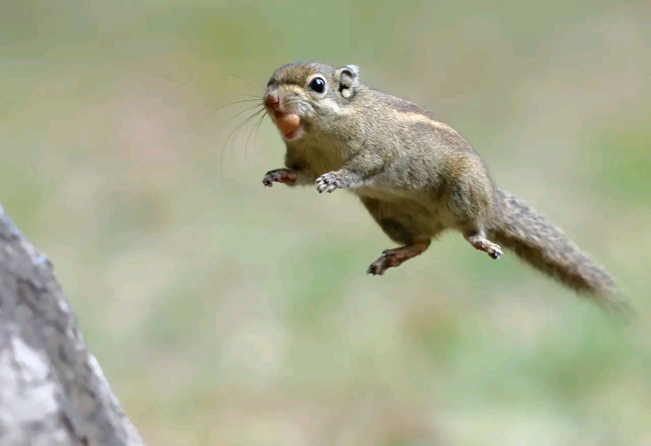 ,又称北松鼠,普通松鼠,松鼠科松鼠属动物