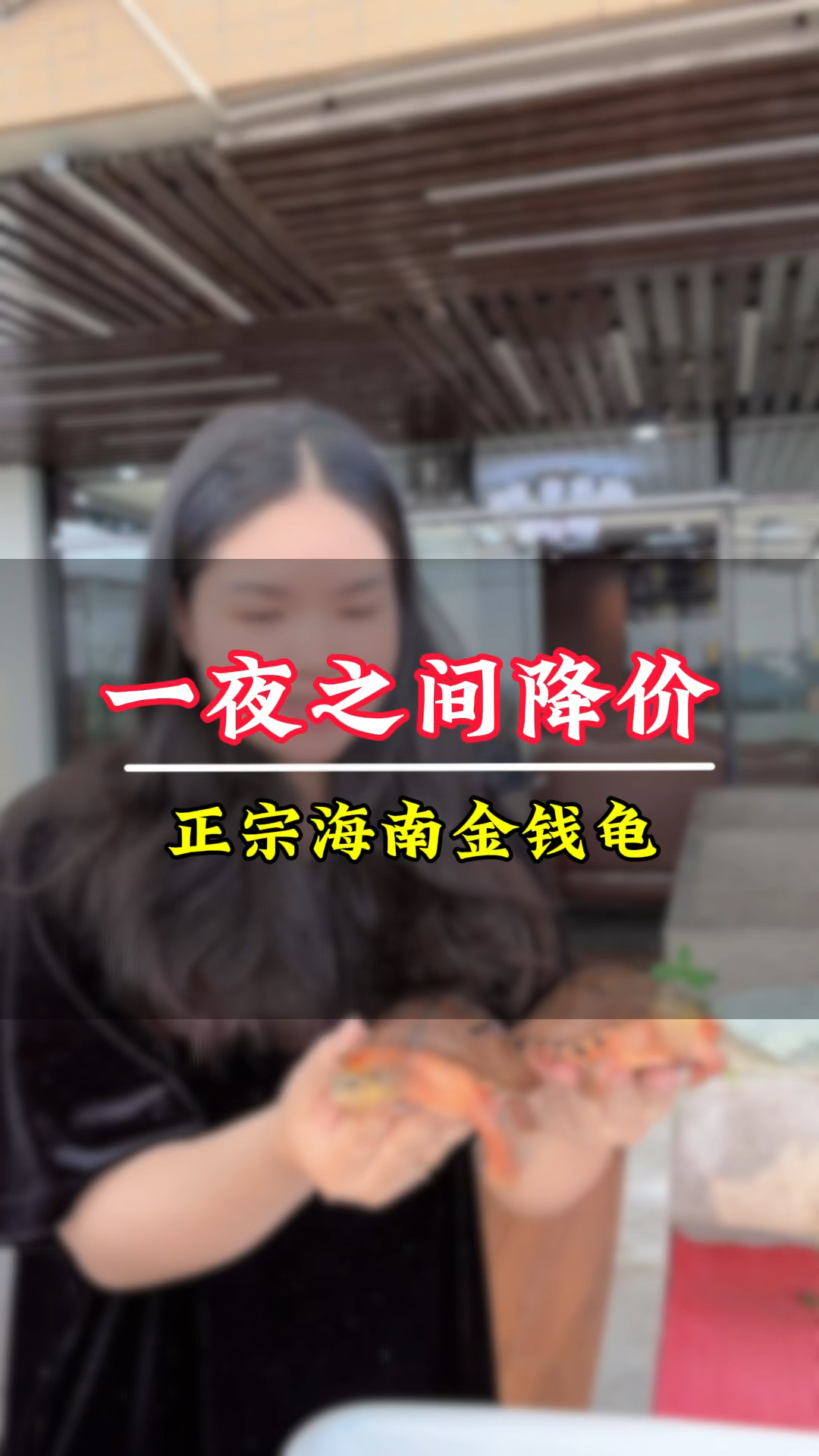 纯种金钱龟,价格一跌再跌