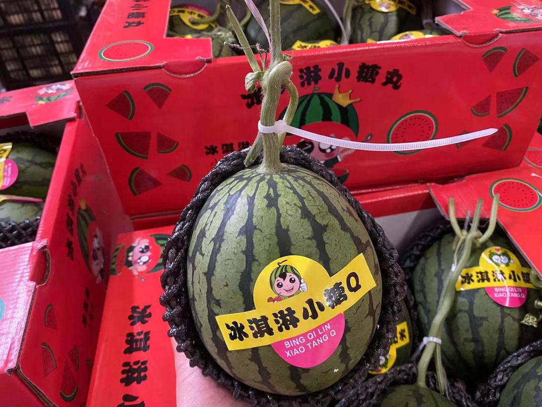 ①外型圆润,属于正圆形中小果品种;②皮色浅绿覆盖条带,瓤色粉红;③