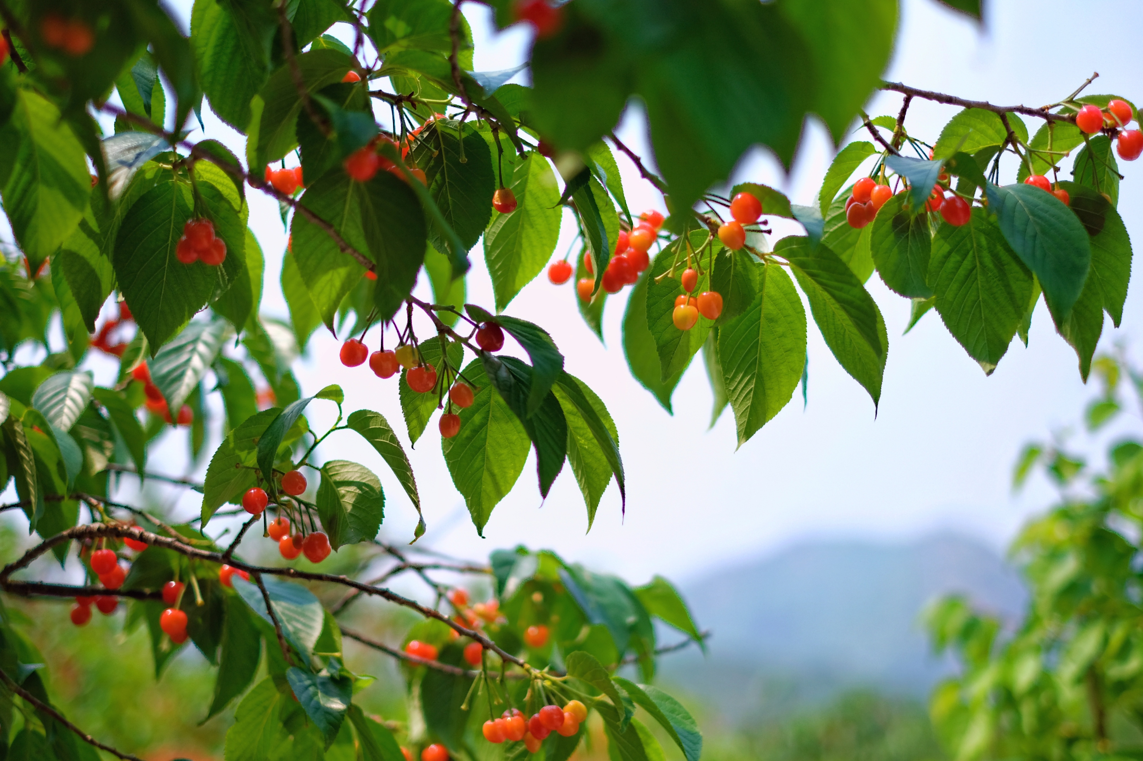 持续到6月中旬 青岛2024樱桃节暨第二十九届北宅樱桃节本周五开幕