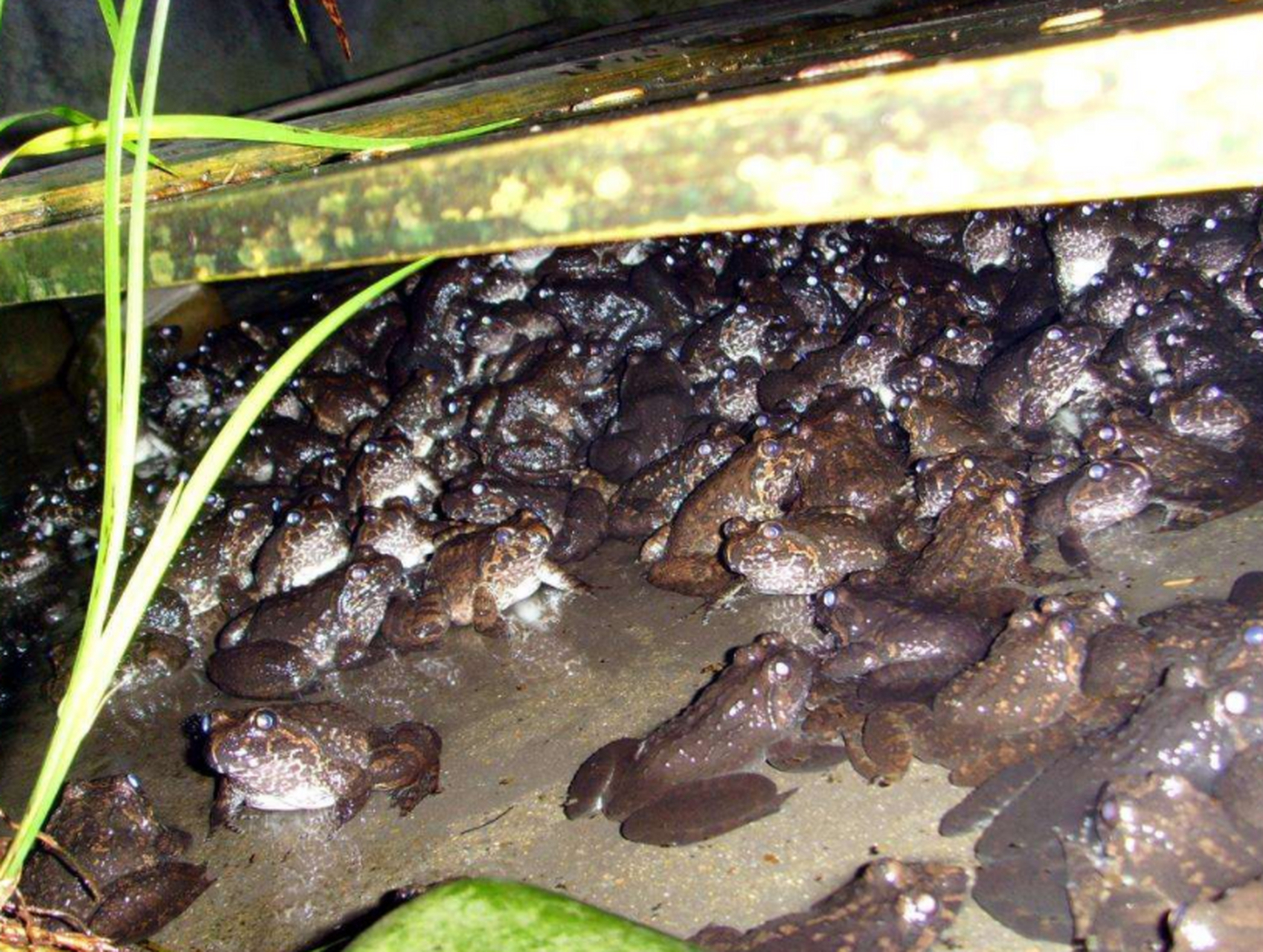 去年爆火的棘胸蛙为何突然消失?