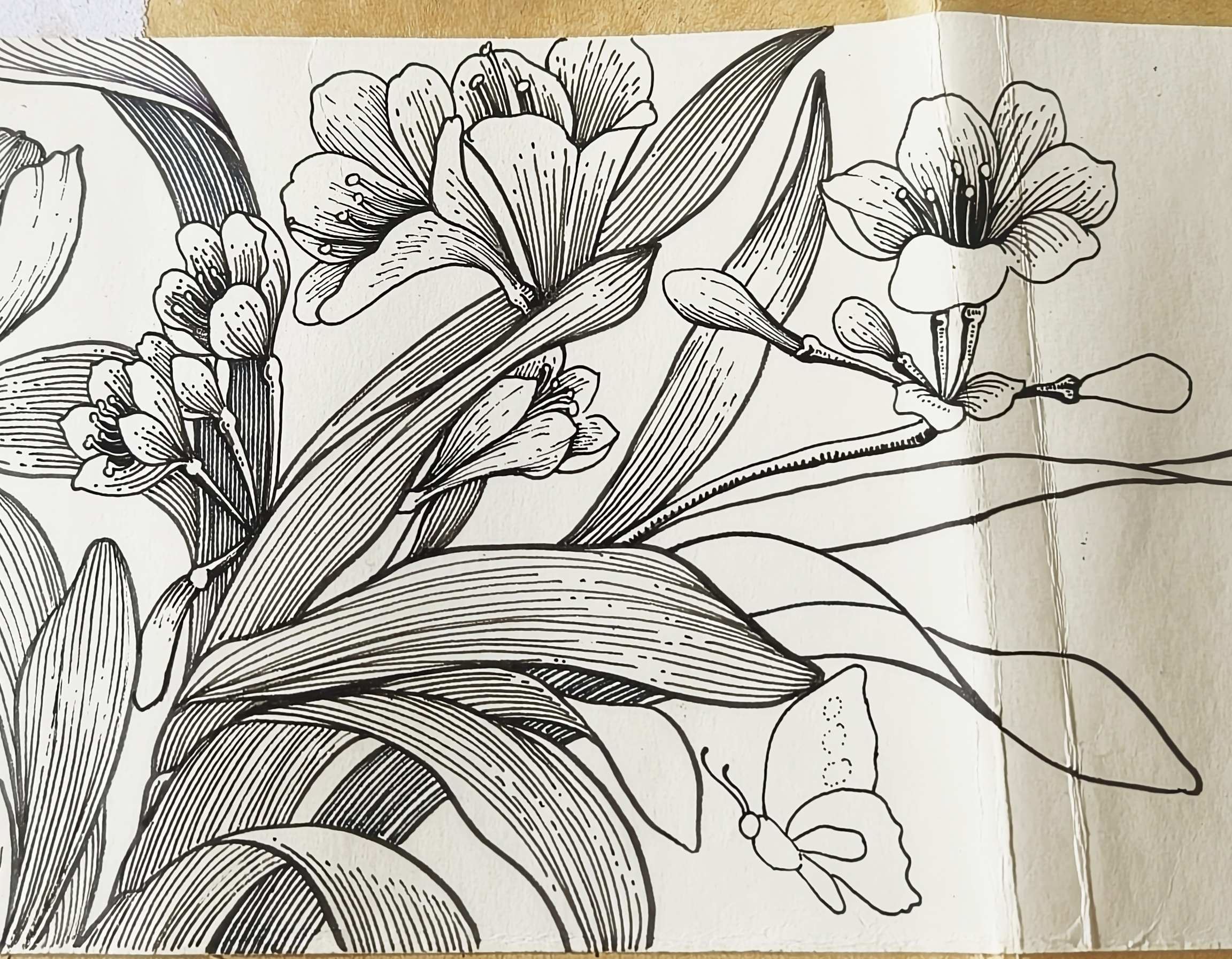 线描横幅花卉上,教你如何画郁金香和兰花,一起把时光装进画本里