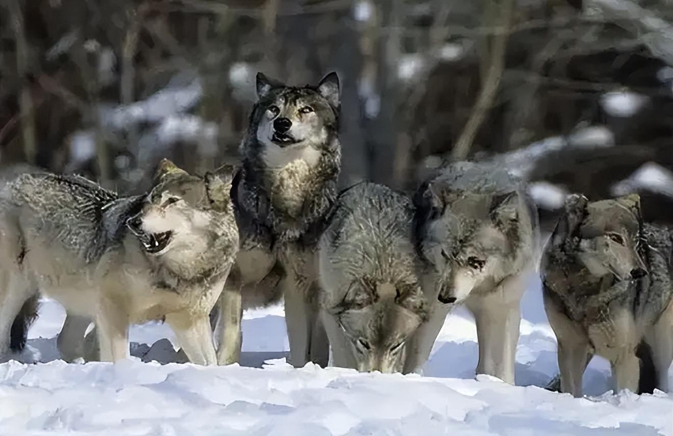 重返狼群