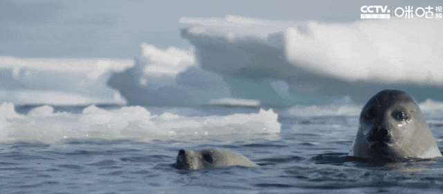 96岁纪录片之父再出山,引全网围观:老爷子出手,评分必须高过9