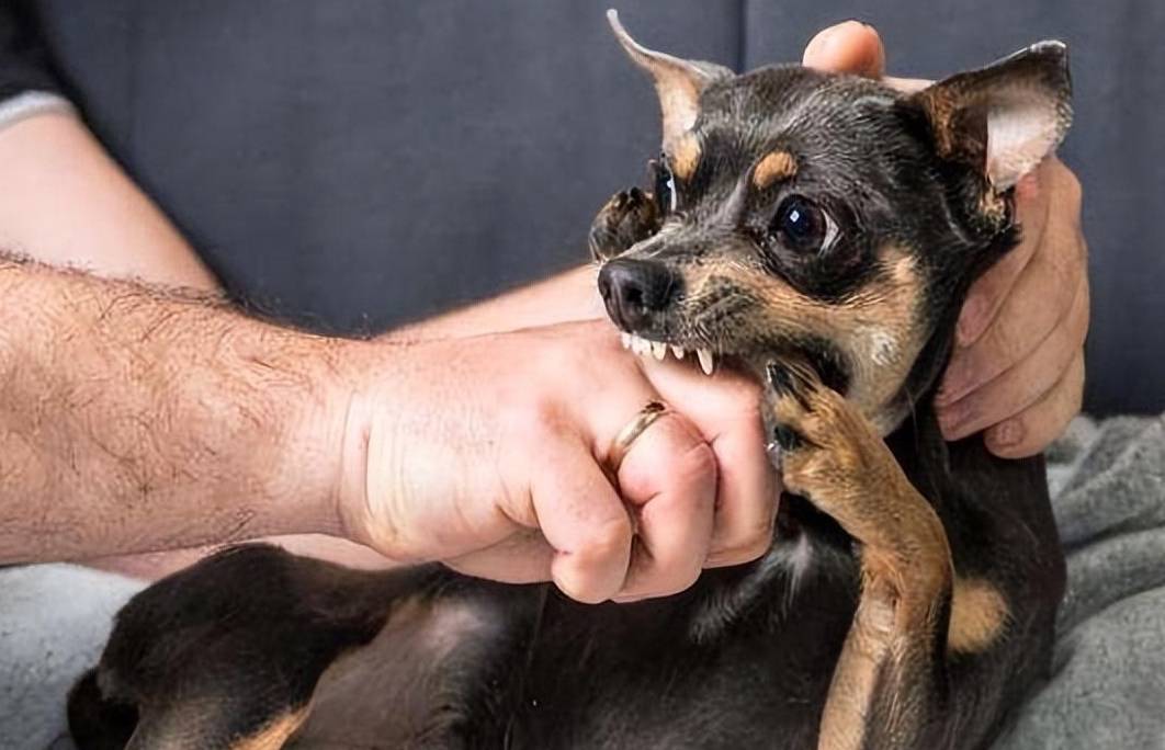 这6种小型犬"很凶",遇到最好躲远点,小心它会咬你