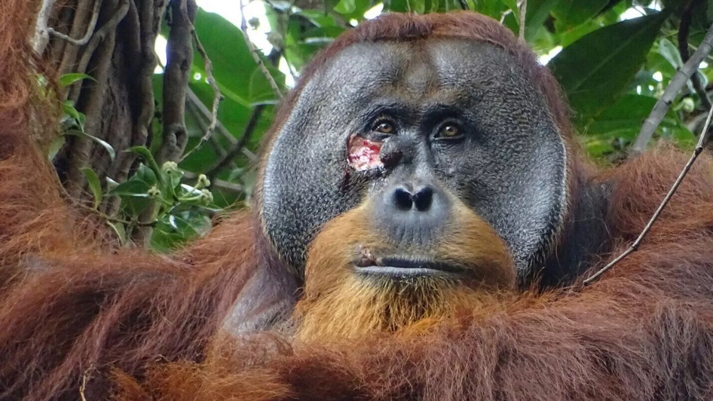 科学家发现,红毛猩猩拉库斯使用植物阿卡库宁治疗伤口,疗效显著