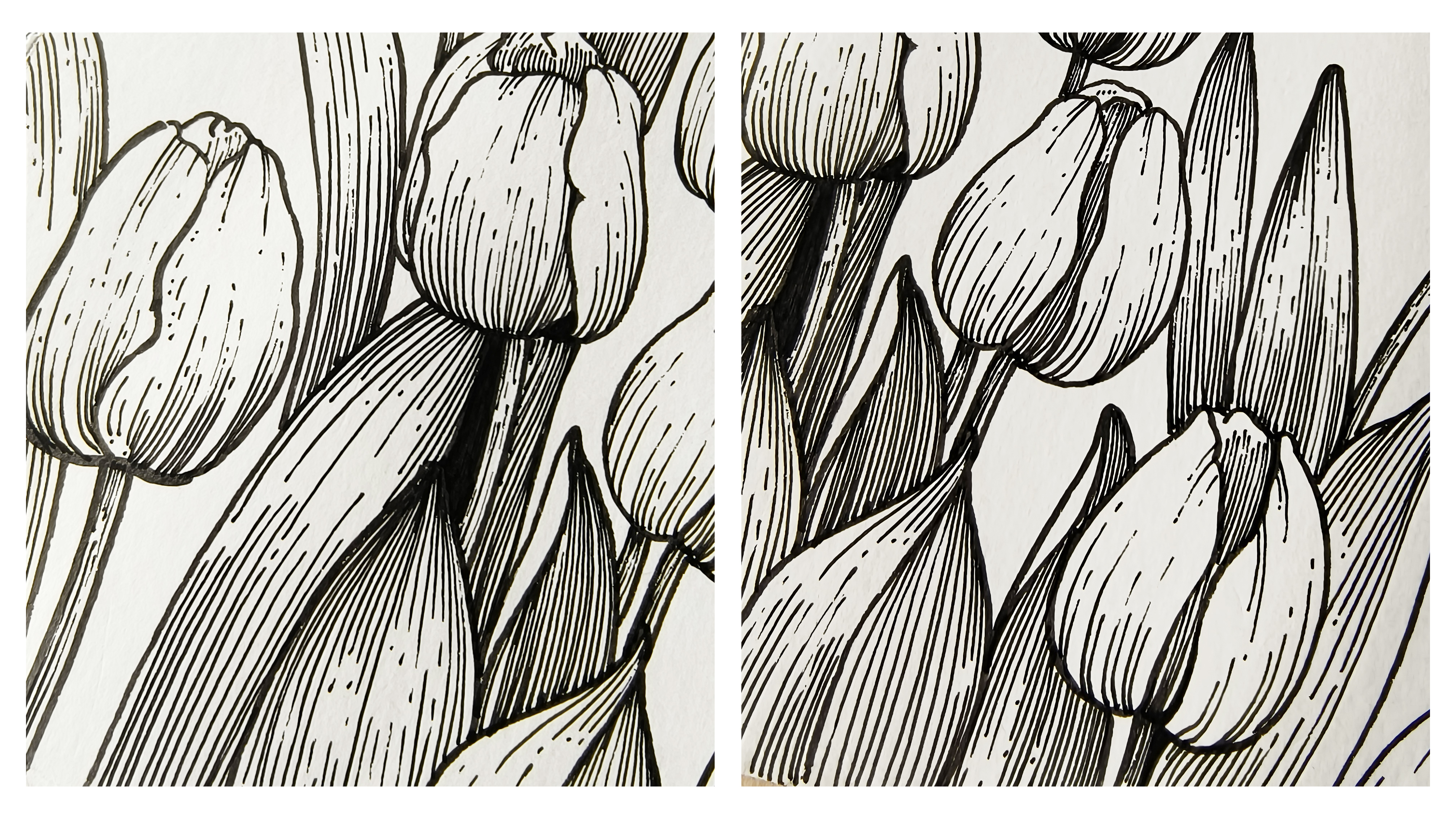 线描横幅花卉上,教你如何画郁金香和兰花,一起把时光装进画本里