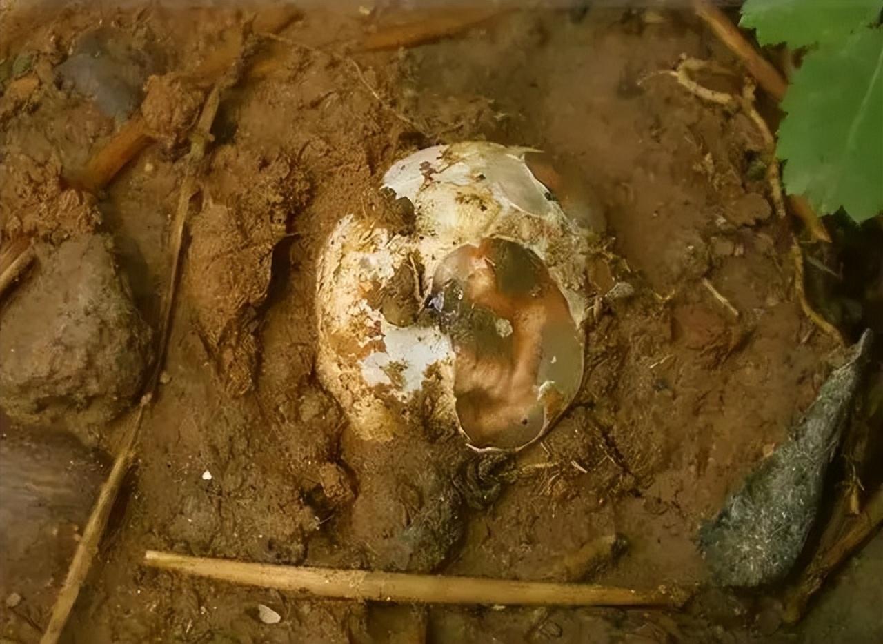 2012年,山东农民发现"怪蛋",长小尾巴,剥开后有蛋清流出