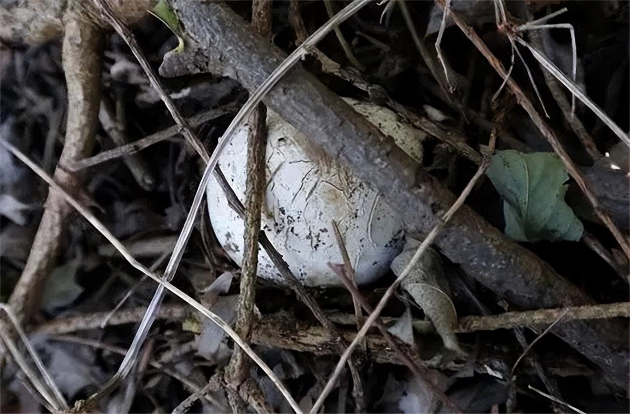 2012年,山东农民发现"怪蛋",长小尾巴,剥开后有蛋清流出