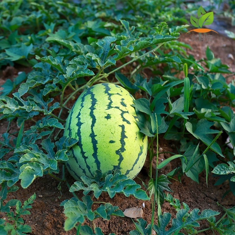吃瓜群众|西瓜品种大盘点,你喜欢吃哪种瓜?