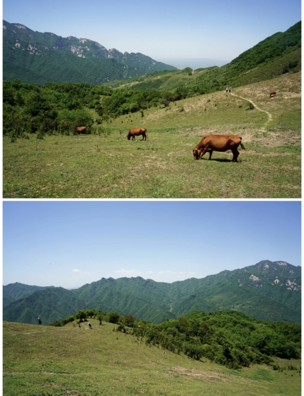 蓝田流峪寺高山草甸图片