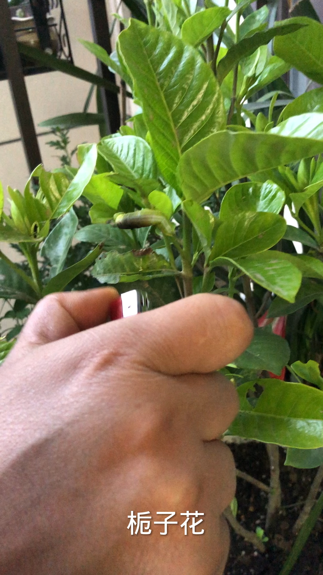 长满花苞的栀子树叶上有一个大青虫,老公出手把它灭了!-度小视