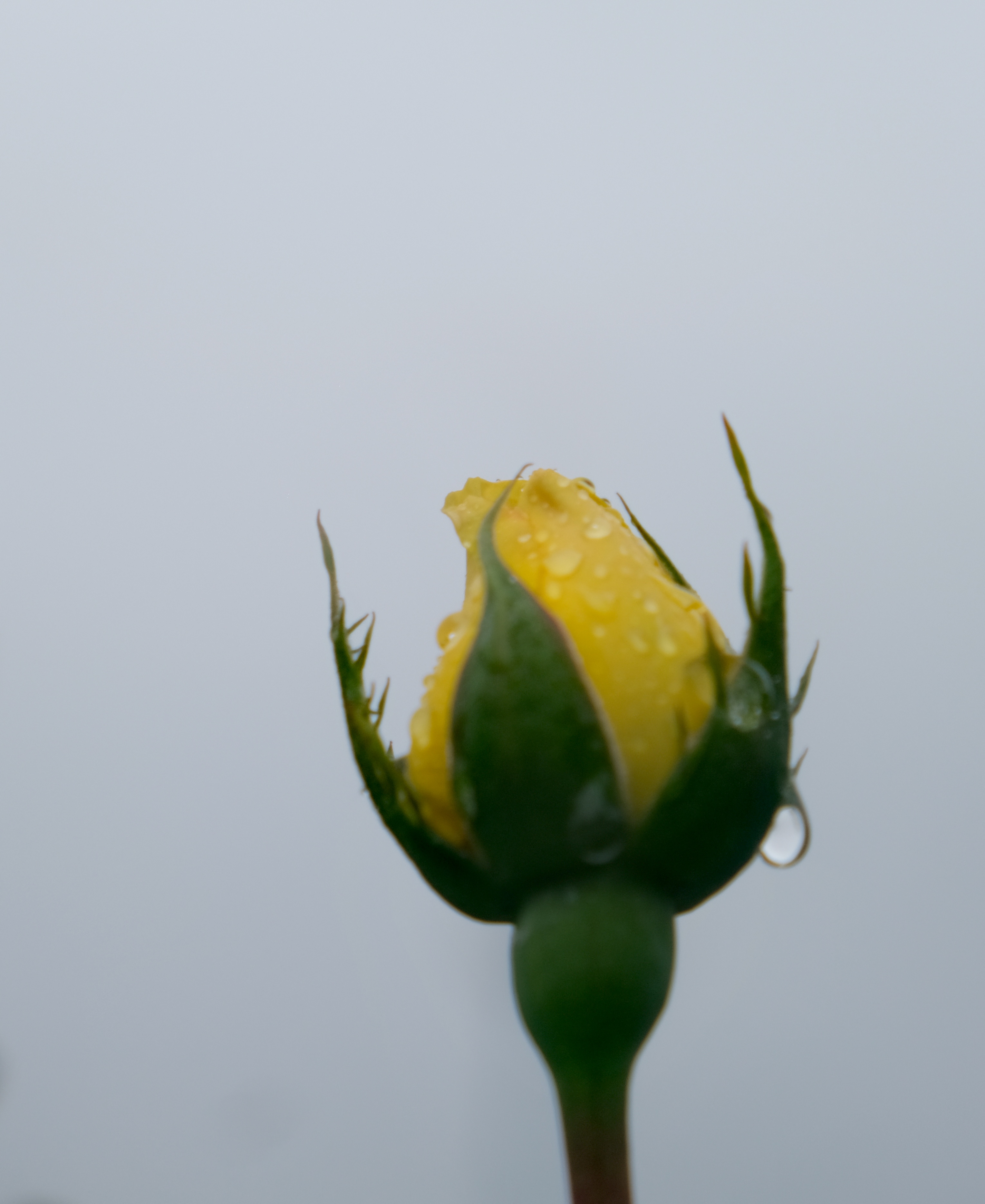 花骨朵儿的照片图片