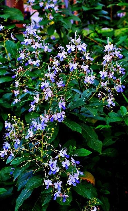 花朵像蝴蝶的植物,你见过吗?