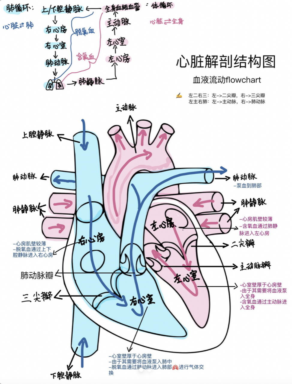 画心脏结构简图图片