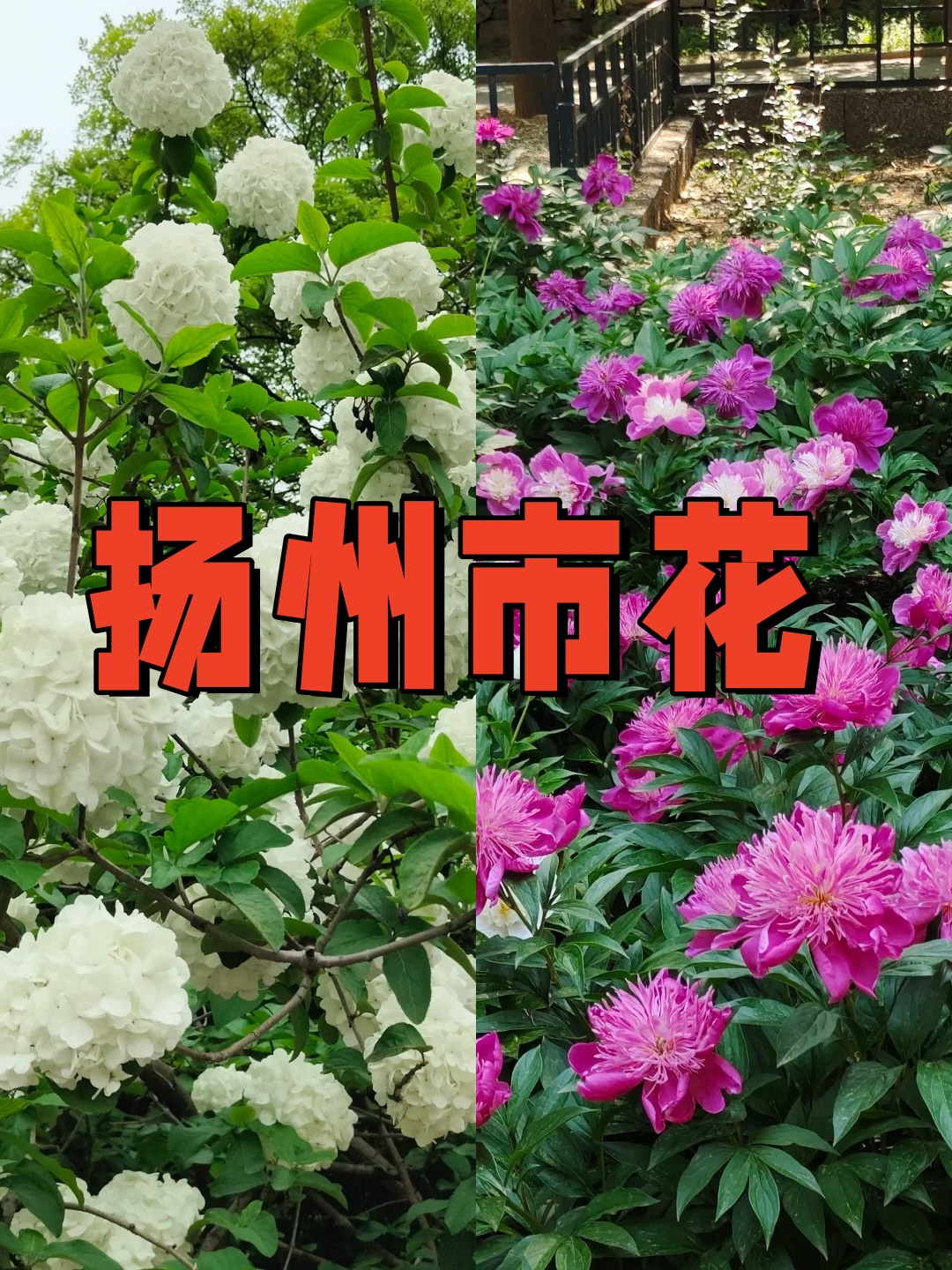 杨州琼花图片