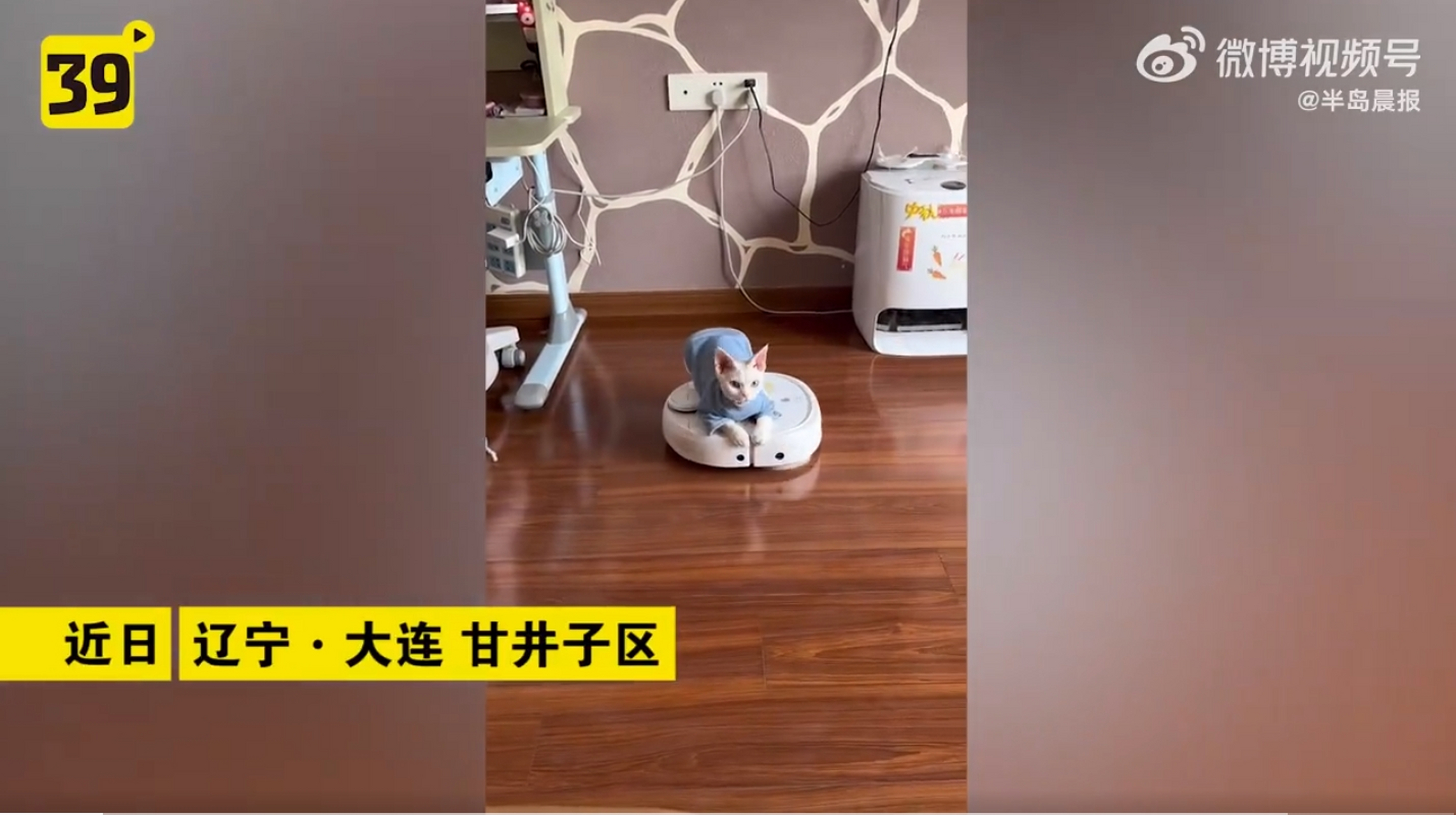 韩猫机器人二维码图片图片