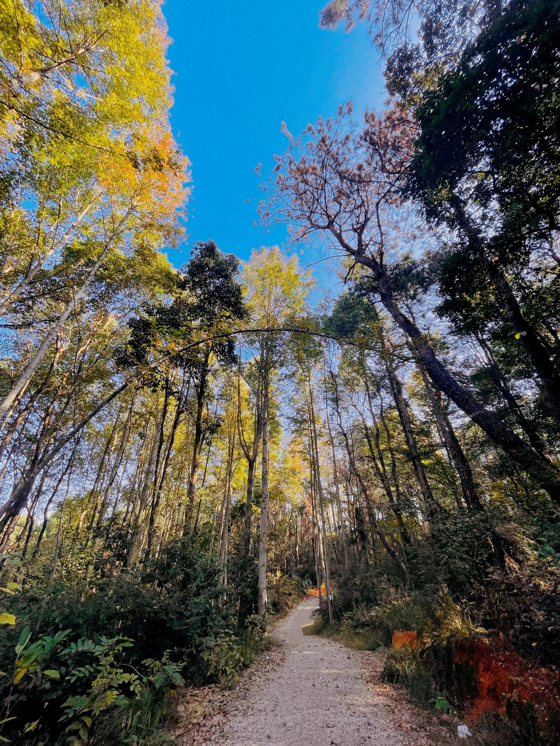 青龙山风景区门票价格  青龙山真的是新手小白友好的徒步路线.