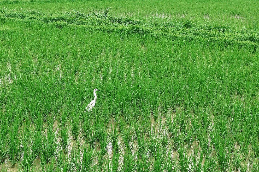 在阳光雨露的滋润之下,禾苗长势喜人,昆虫,小鱼也