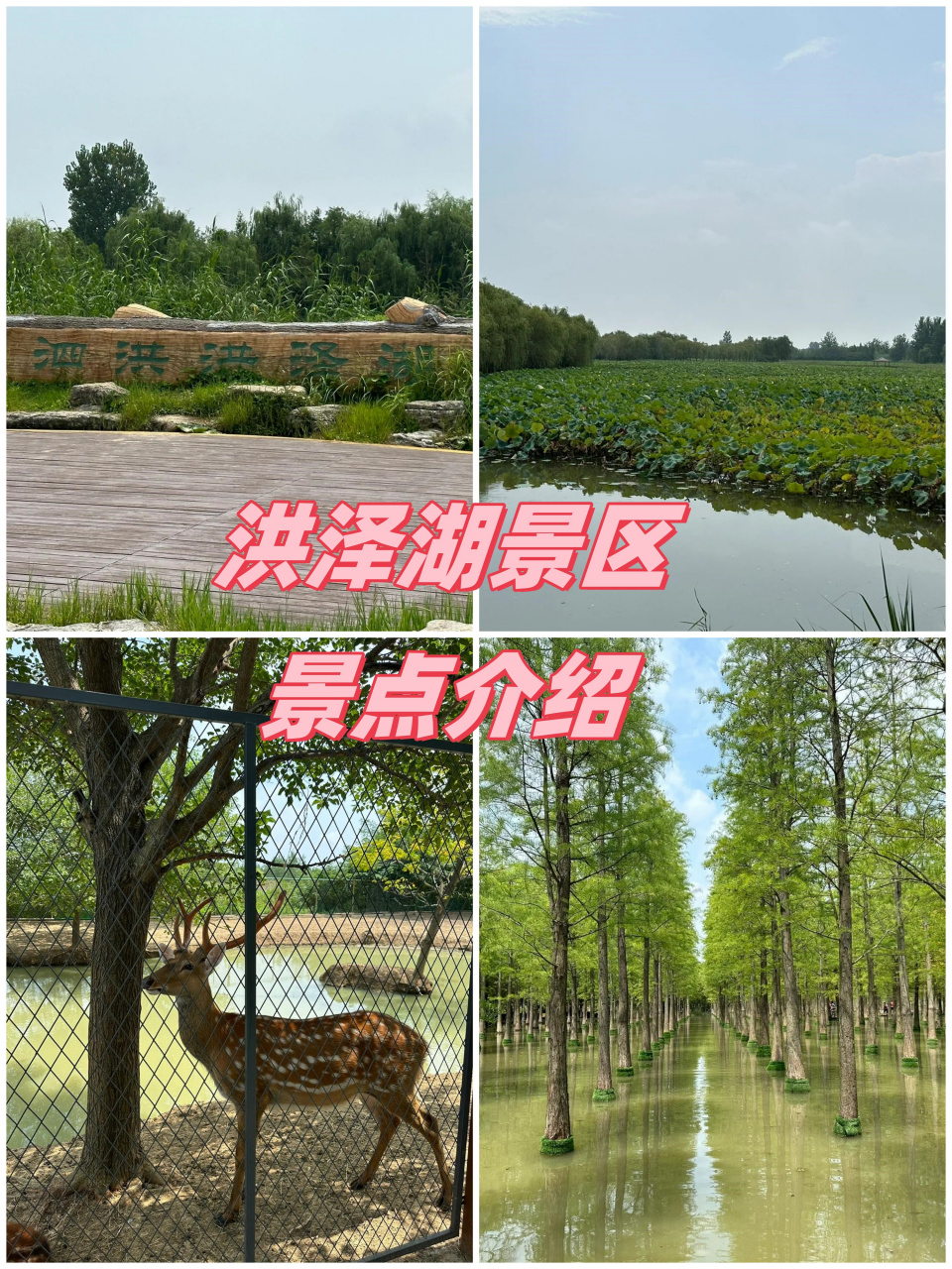 洪泽湖景区,这几个点你绝对不想错过!