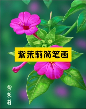 紫茉莉图片简笔画彩色图片