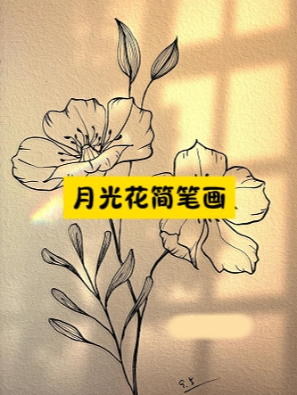 月光花简笔画