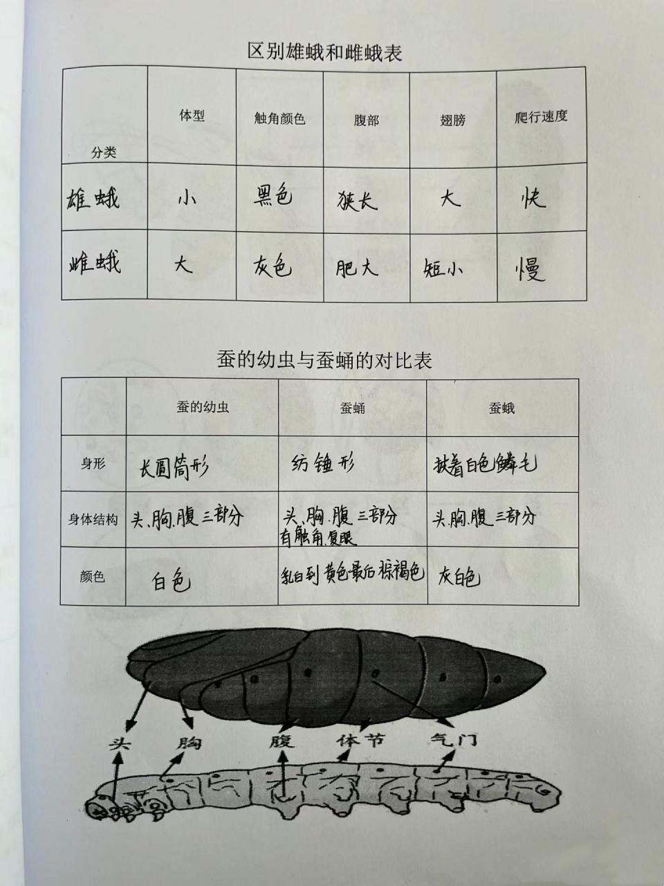 蚕卵孵化记录表图片