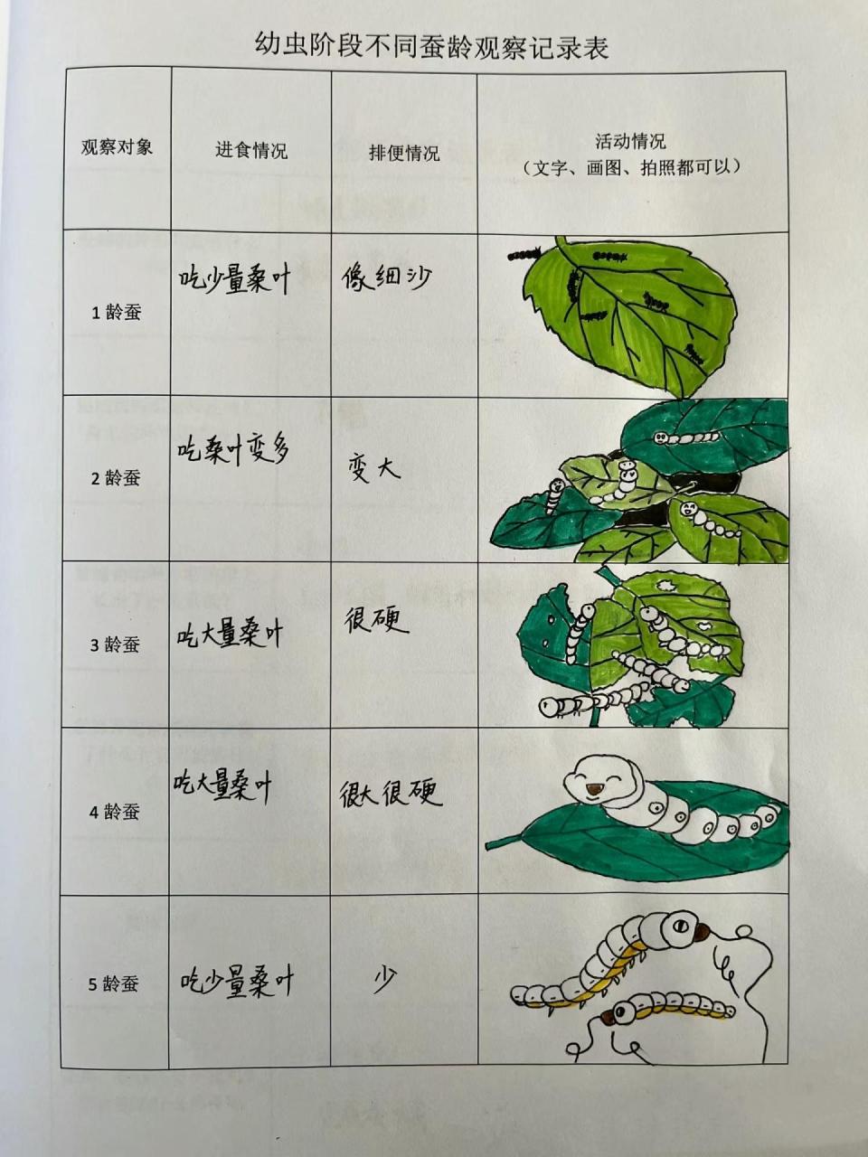 蚕卵孵化记录表图片