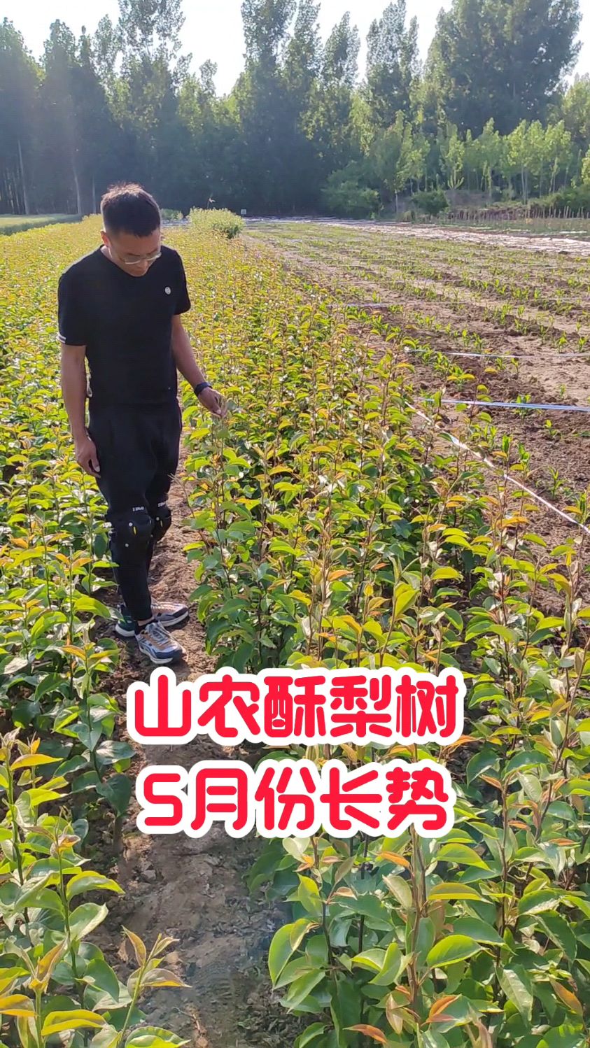 晚熟山农酥梨树长势 均果400克的高糖梨树品种#山农酥梨树苗