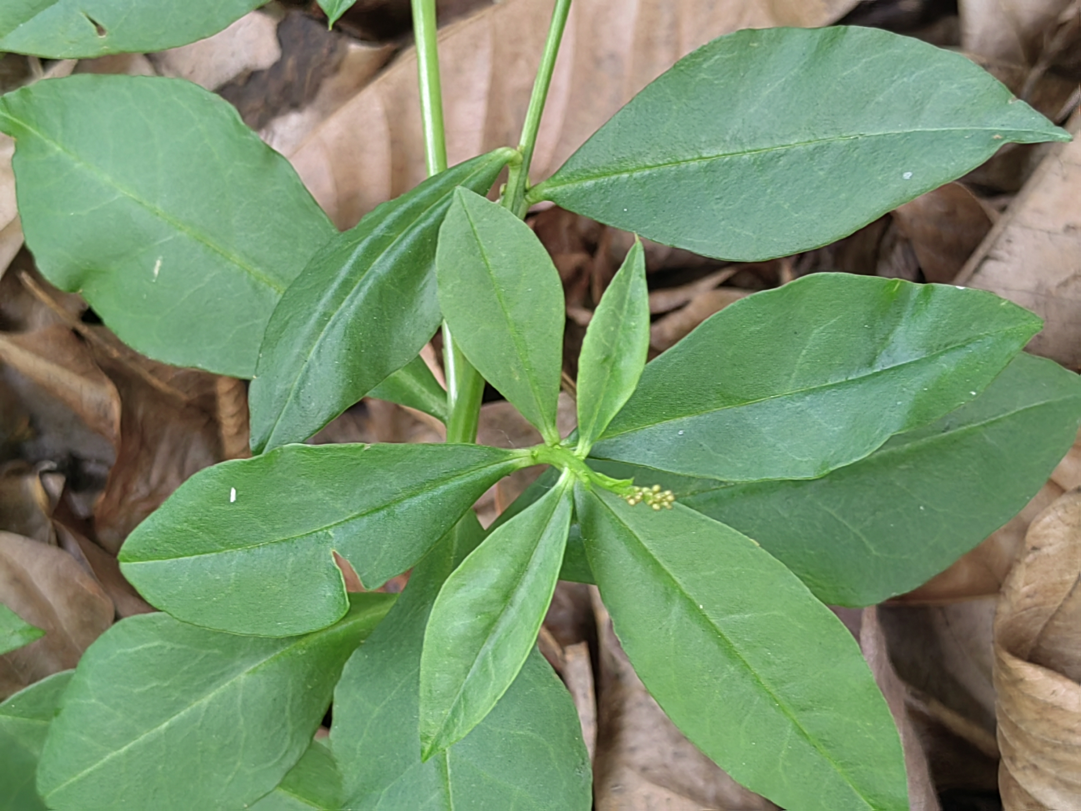 它的叶子可以做菜,根须可以煲汤